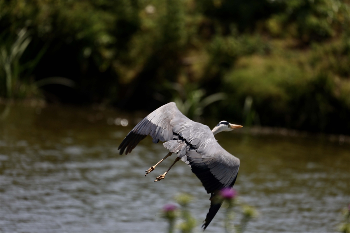 A A 20250524 38062839 38062822 G O C M E N K U S L A R I N K A R A D E N I Z D E K I L I M A N I K I Z I L I R M A K D E L T A S I