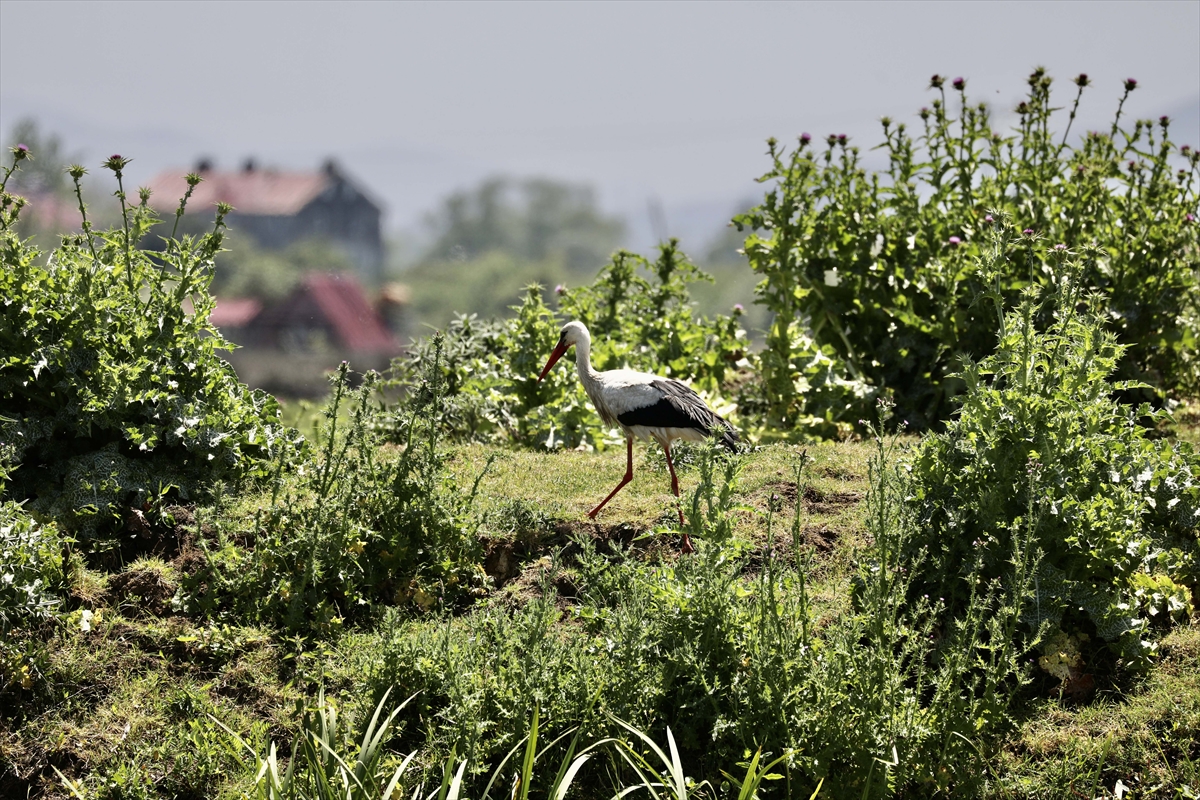 A A 20250524 38062839 38062823 G O C M E N K U S L A R I N K A R A D E N I Z D E K I L I M A N I K I Z I L I R M A K D E L T A S I