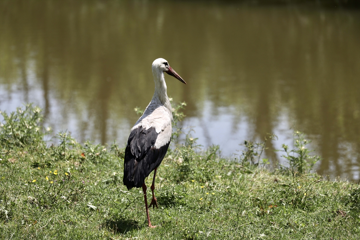 A A 20250524 38062839 38062824 G O C M E N K U S L A R I N K A R A D E N I Z D E K I L I M A N I K I Z I L I R M A K D E L T A S I