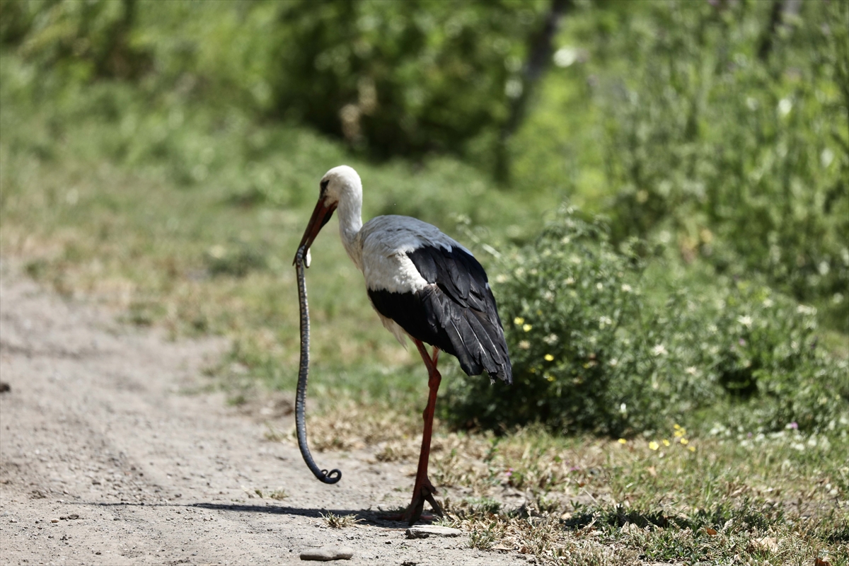 A A 20250524 38062839 38062825 G O C M E N K U S L A R I N K A R A D E N I Z D E K I L I M A N I K I Z I L I R M A K D E L T A S I