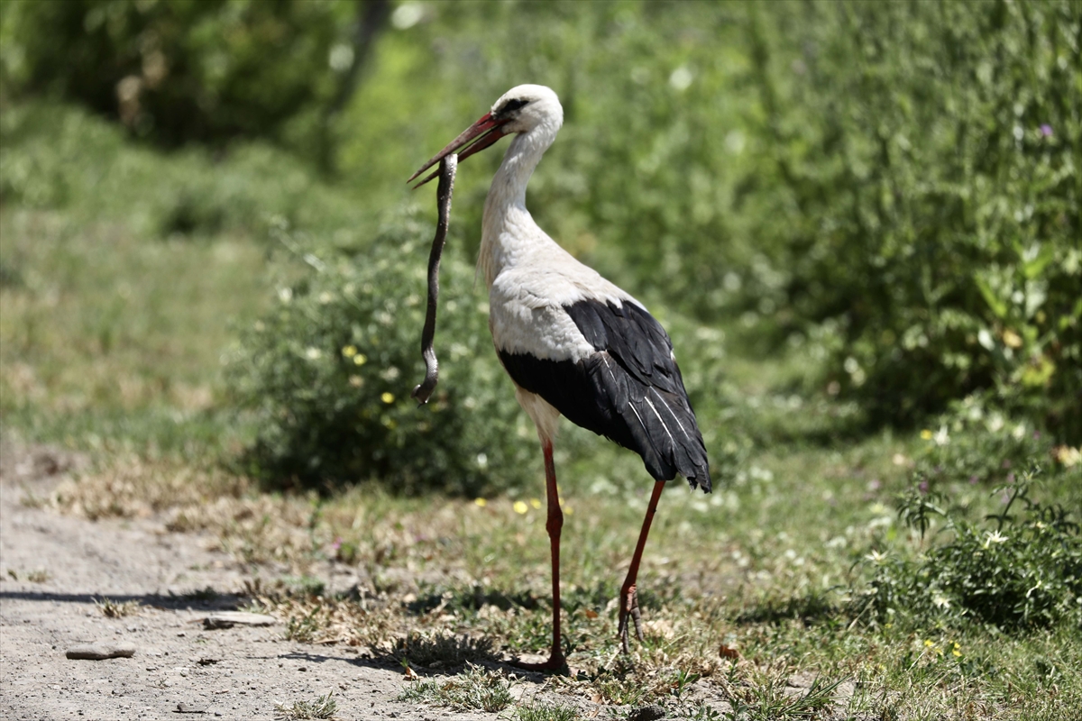 A A 20250524 38062839 38062827 G O C M E N K U S L A R I N K A R A D E N I Z D E K I L I M A N I K I Z I L I R M A K D E L T A S I