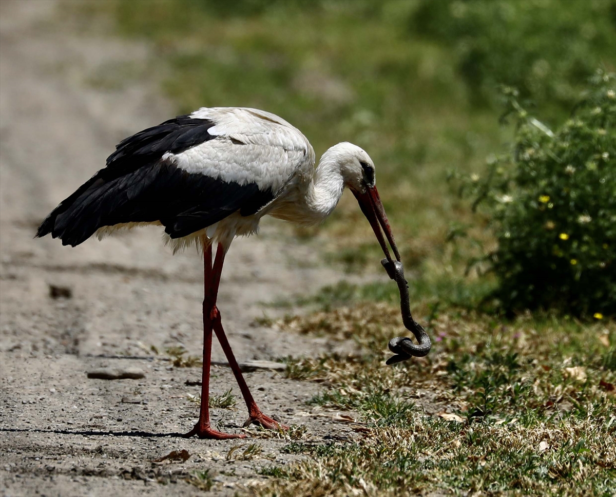 A A 20250524 38062839 38062828 G O C M E N K U S L A R I N K A R A D E N I Z D E K I L I M A N I K I Z I L I R M A K D E L T A S I