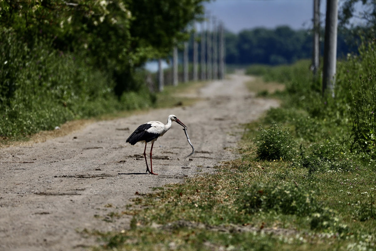 A A 20250524 38062839 38062829 G O C M E N K U S L A R I N K A R A D E N I Z D E K I L I M A N I K I Z I L I R M A K D E L T A S I