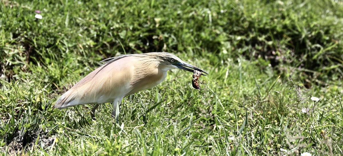 A A 20250524 38062839 38062830 G O C M E N K U S L A R I N K A R A D E N I Z D E K I L I M A N I K I Z I L I R M A K D E L T A S I