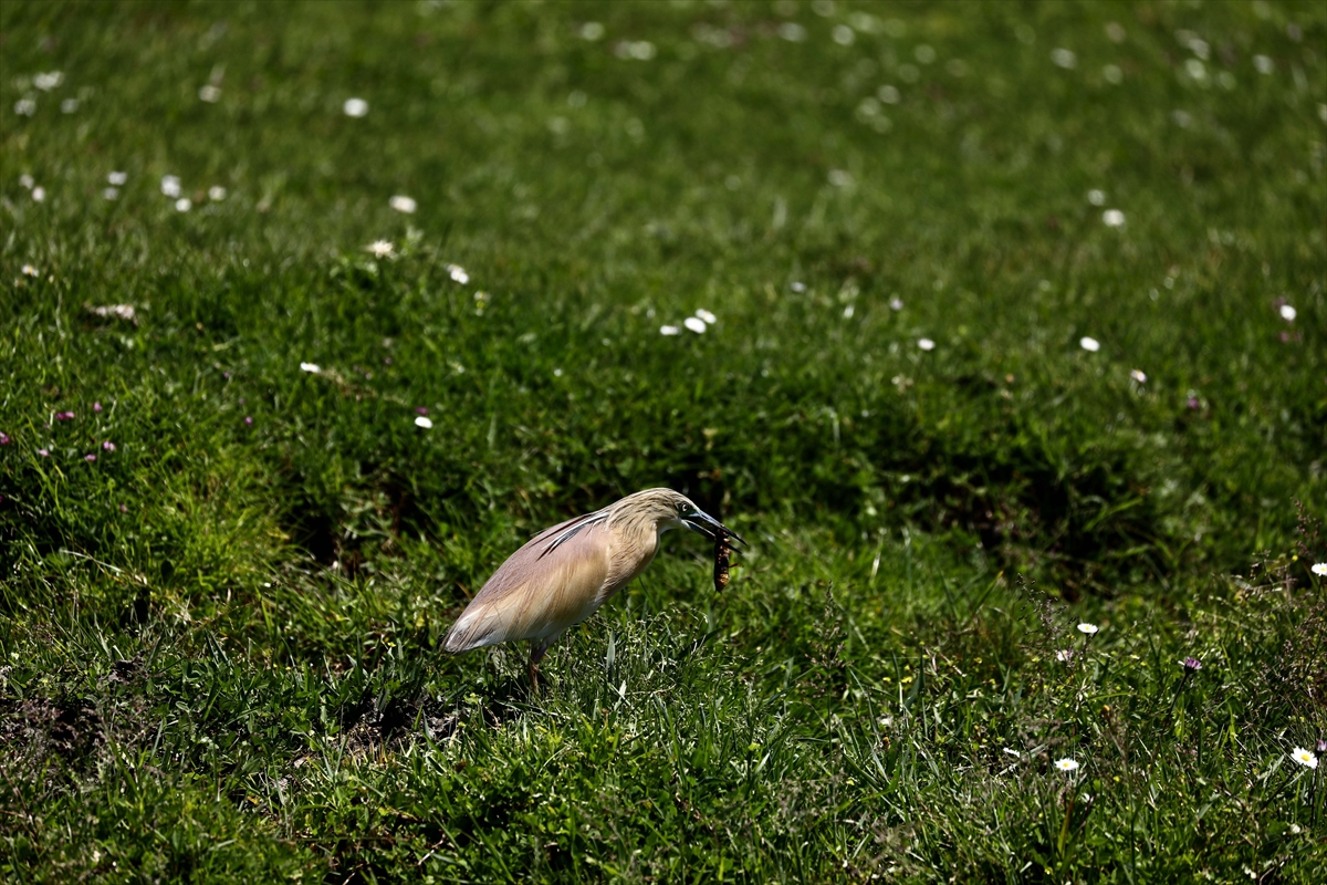 A A 20250524 38062839 38062831 G O C M E N K U S L A R I N K A R A D E N I Z D E K I L I M A N I K I Z I L I R M A K D E L T A S I