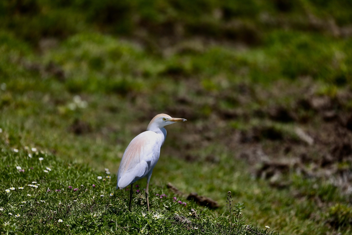 A A 20250524 38062839 38062832 G O C M E N K U S L A R I N K A R A D E N I Z D E K I L I M A N I K I Z I L I R M A K D E L T A S I