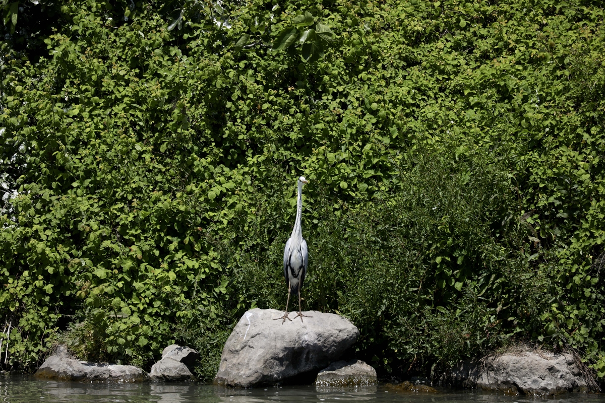 A A 20250524 38062839 38062833 G O C M E N K U S L A R I N K A R A D E N I Z D E K I L I M A N I K I Z I L I R M A K D E L T A S I