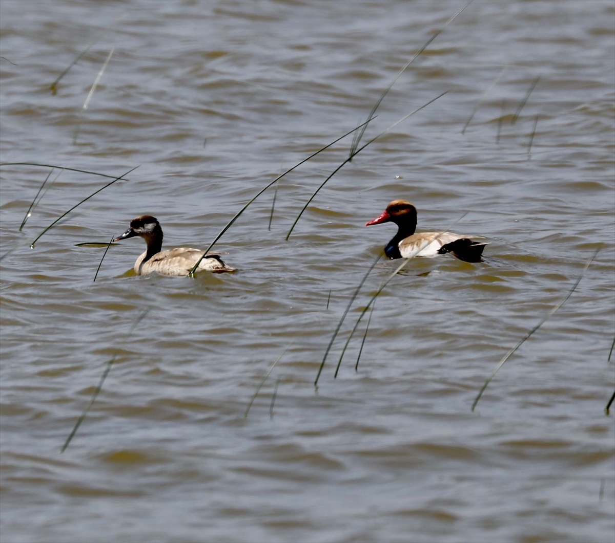 A A 20250524 38062839 38062834 G O C M E N K U S L A R I N K A R A D E N I Z D E K I L I M A N I K I Z I L I R M A K D E L T A S I