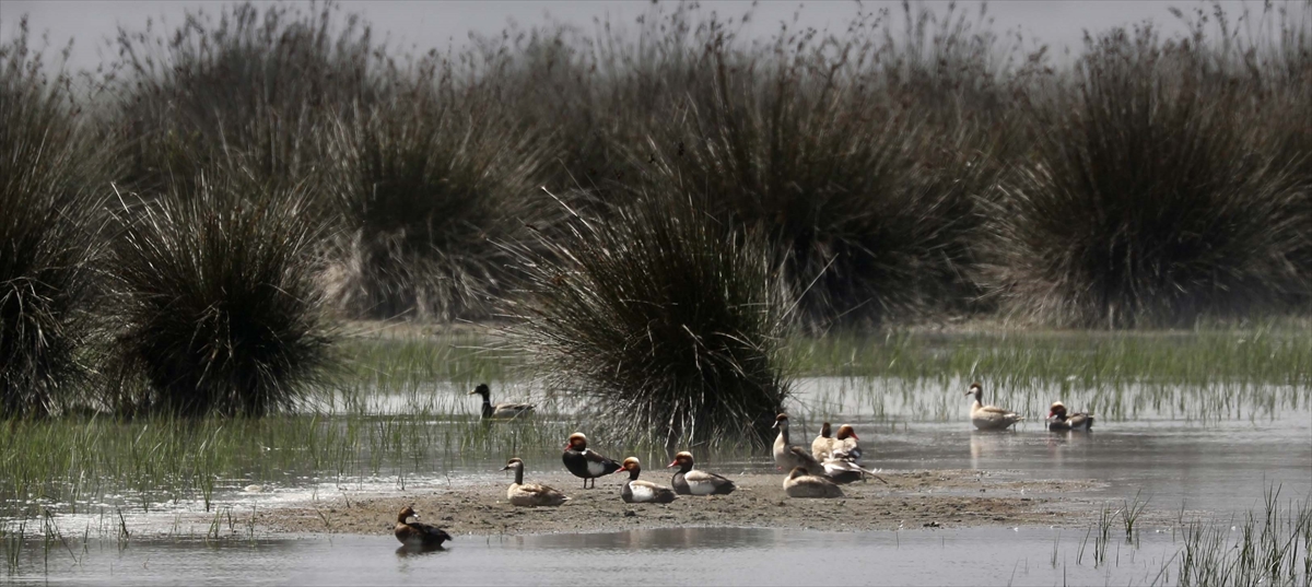 A A 20250524 38062839 38062835 G O C M E N K U S L A R I N K A R A D E N I Z D E K I L I M A N I K I Z I L I R M A K D E L T A S I