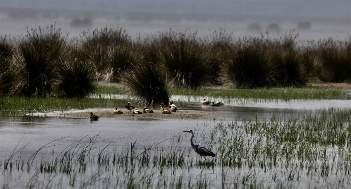 A A 20250524 38062839 38062836 G O C M E N K U S L A R I N K A R A D E N I Z D E K I L I M A N I K I Z I L I R M A K D E L T A S I