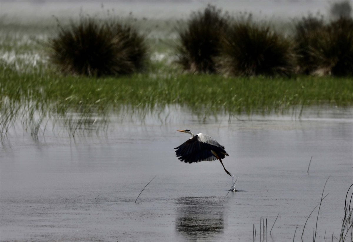 A A 20250524 38062839 38062837 G O C M E N K U S L A R I N K A R A D E N I Z D E K I L I M A N I K I Z I L I R M A K D E L T A S I