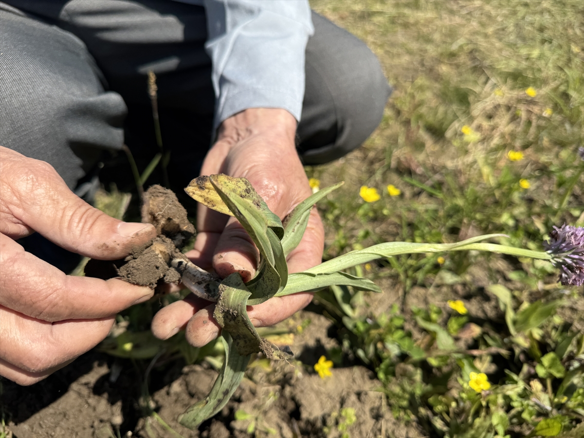 A A 20250524 38064140 38064136 K A R A S A L O R K I D E N I N E N D E M I K T U R L E R I I L E C O G A L T I L A B I L E N T U R L E R I B E L I R L E N I Y O R