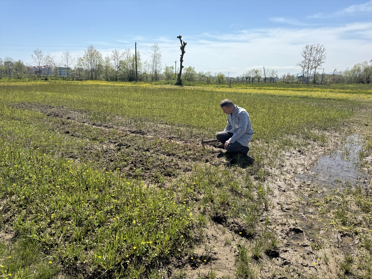 A A 20250524 38064140 38064137 K A R A S A L O R K I D E N I N E N D E M I K T U R L E R I I L E C O G A L T I L A B I L E N T U R L E R I B E L I R L E N I Y O R