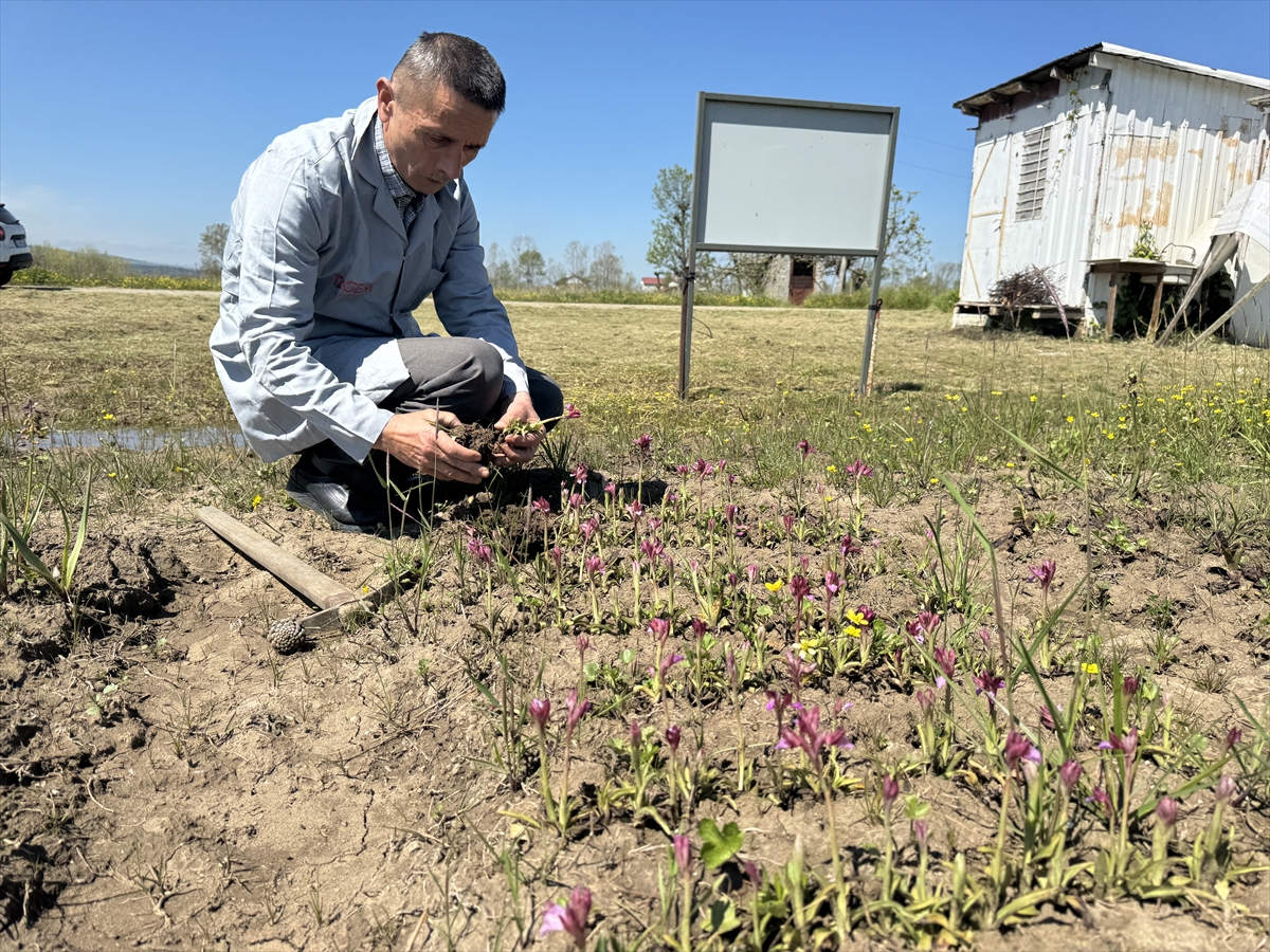 A A 20250524 38064140 38064138 K A R A S A L O R K I D E N I N E N D E M I K T U R L E R I I L E C O G A L T I L A B I L E N T U R L E R I B E L I R L E N I Y O R