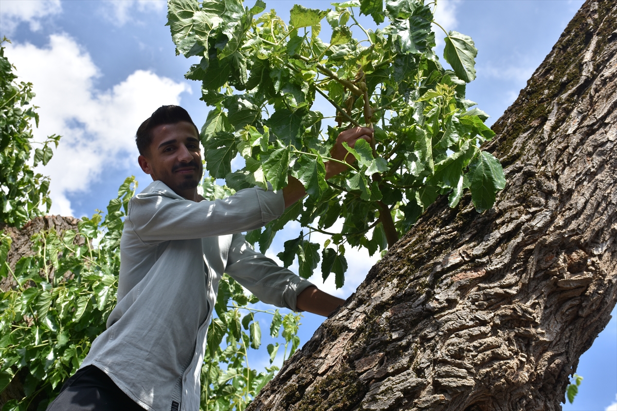 A A 20250530 38128685 38128681 S I R N A K T A K I L I S E A V L U S U N D A K I 402 Y I L L I K D U T A G A C I N I N B A K I M I Y A P I L I Y O R