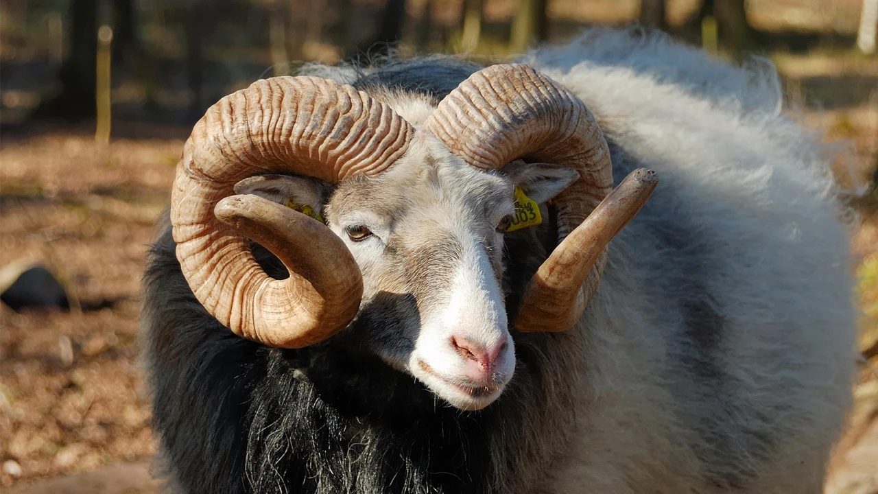 Kurban Pazarları Kurulmaya Başladı 2025 Kurbanlık Fiyatlarında Yüzde 35 Artış Bekleniyor!