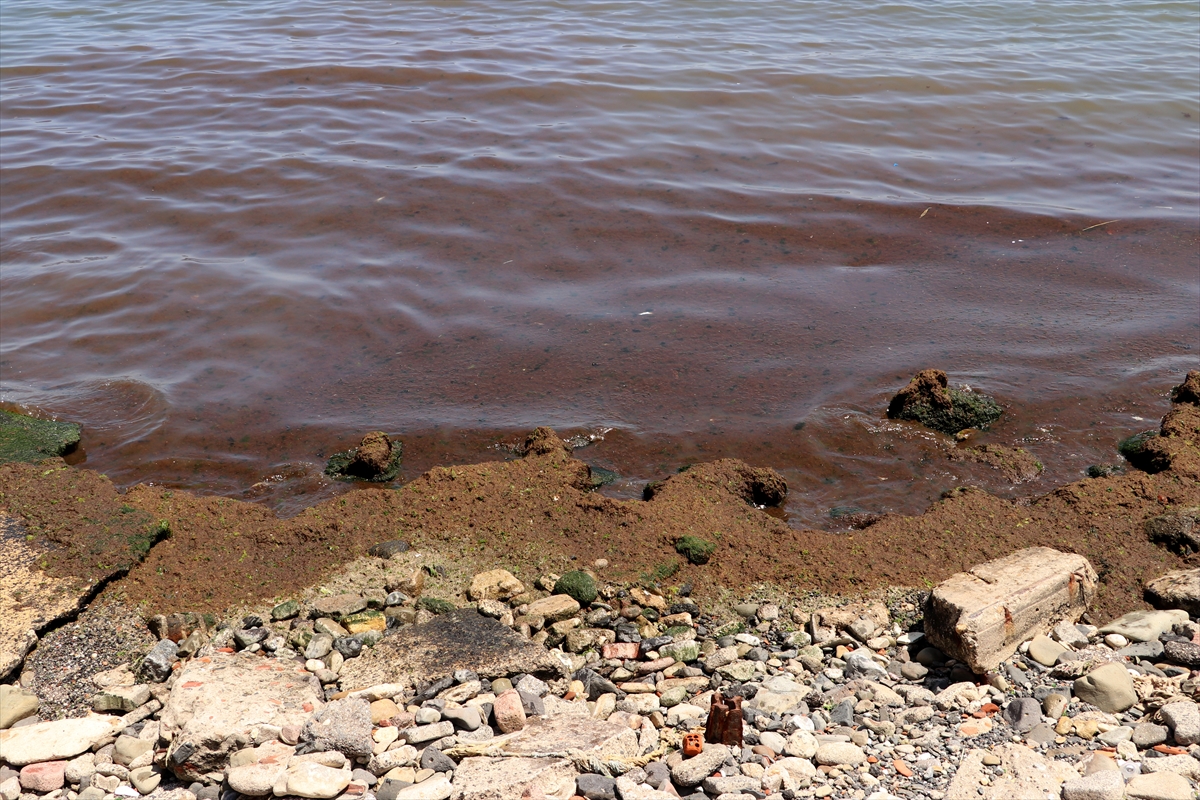 A A 20250623 38363661 38363659 T E K I R D A G D A P O Y R A Z S A H I L E K I R M I Z I Y O S U N T A S I D I