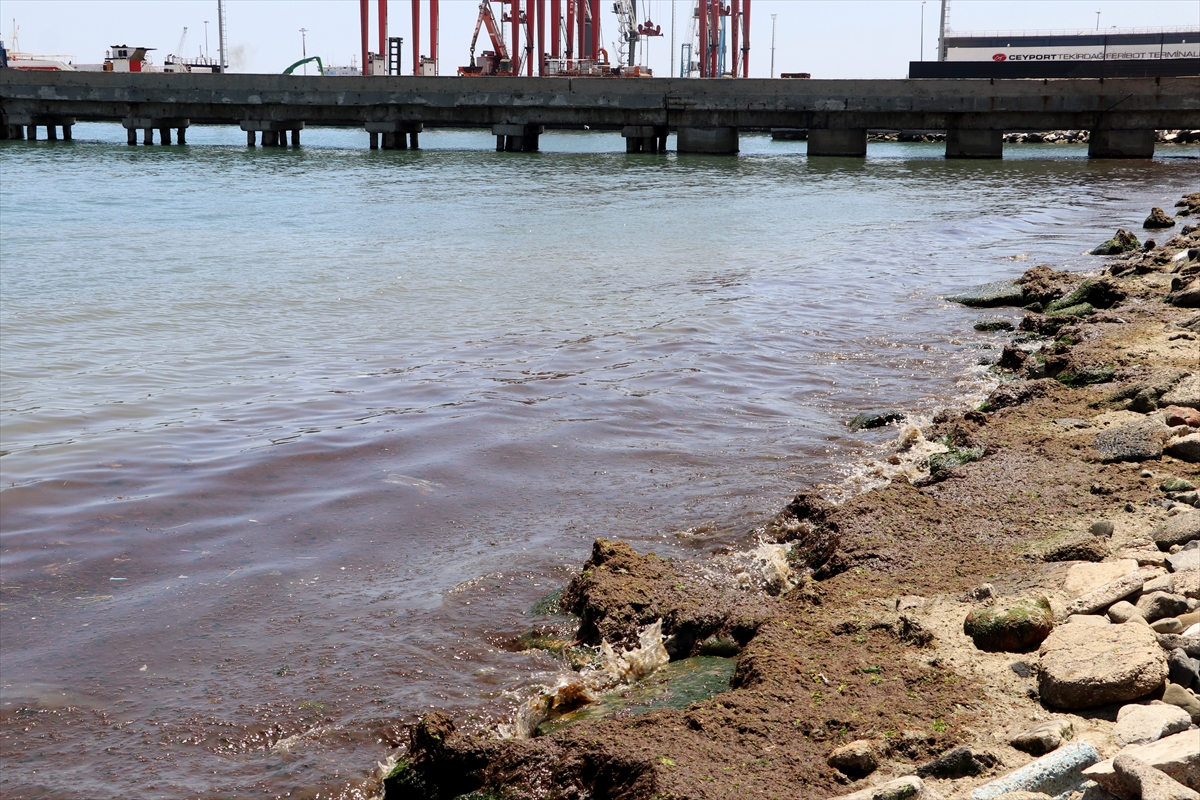 A A 20250623 38363661 38363660 T E K I R D A G D A P O Y R A Z S A H I L E K I R M I Z I Y O S U N T A S I D I