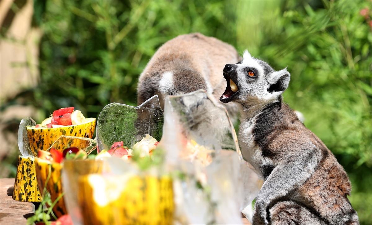 A A 20250626 38392914 38392888 A N T A L Y A D O G A L Y A S A M P A R K I S A K I N L E R I B U Z L U M E Y V E K O K T E Y L I I L E S E R I N L I Y O R