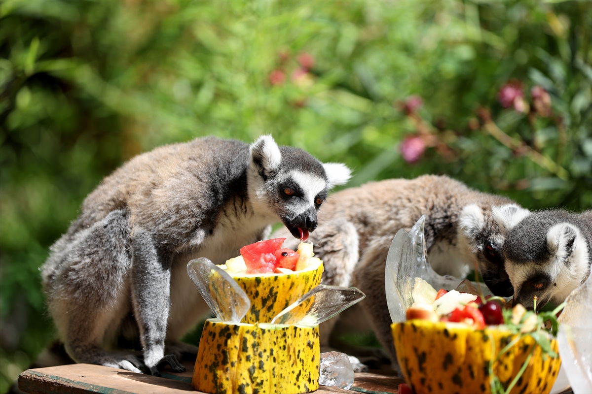 A A 20250626 38392914 38392889 A N T A L Y A D O G A L Y A S A M P A R K I S A K I N L E R I B U Z L U M E Y V E K O K T E Y L I I L E S E R I N L I Y O R