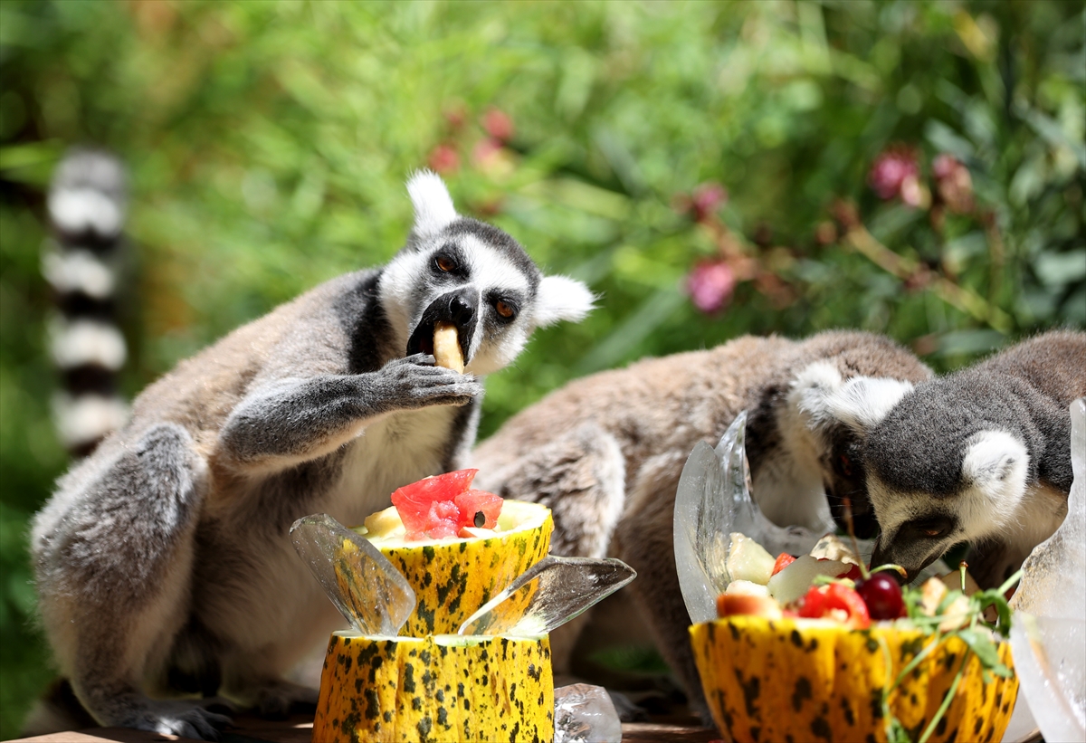 A A 20250626 38392914 38392890 A N T A L Y A D O G A L Y A S A M P A R K I S A K I N L E R I B U Z L U M E Y V E K O K T E Y L I I L E S E R I N L I Y O R