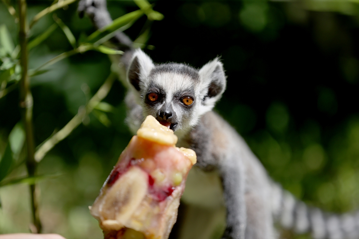 A A 20250626 38392914 38392893 A N T A L Y A D O G A L Y A S A M P A R K I S A K I N L E R I B U Z L U M E Y V E K O K T E Y L I I L E S E R I N L I Y O R