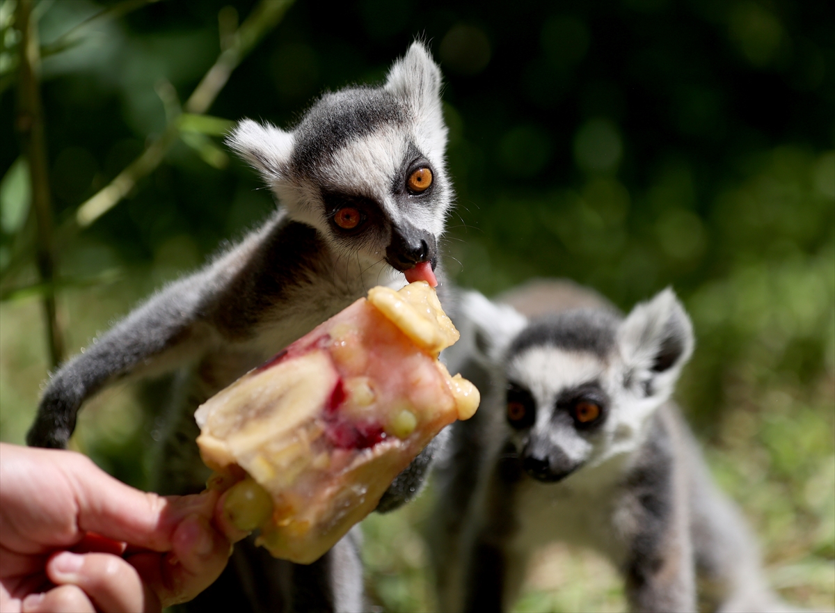 A A 20250626 38392914 38392895 A N T A L Y A D O G A L Y A S A M P A R K I S A K I N L E R I B U Z L U M E Y V E K O K T E Y L I I L E S E R I N L I Y O R