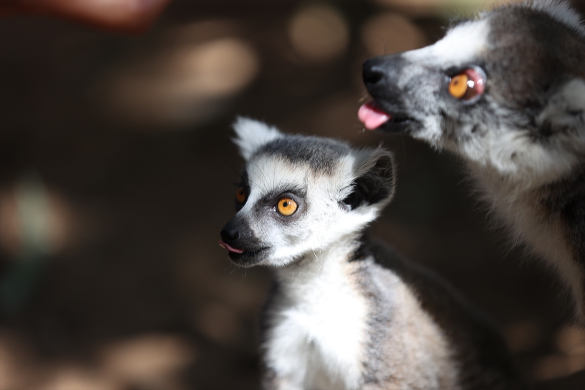 A A 20250626 38392914 38392896 A N T A L Y A D O G A L Y A S A M P A R K I S A K I N L E R I B U Z L U M E Y V E K O K T E Y L I I L E S E R I N L I Y O R