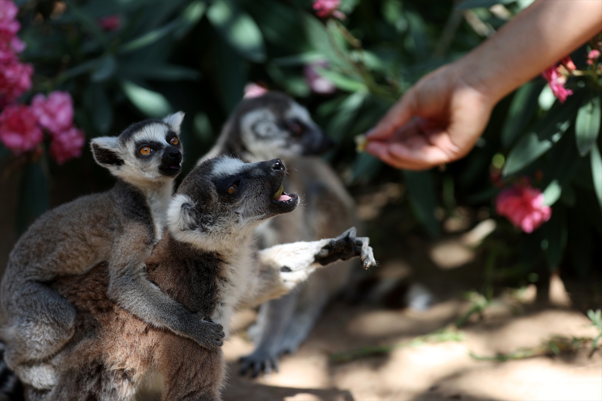 A A 20250626 38392914 38392897 A N T A L Y A D O G A L Y A S A M P A R K I S A K I N L E R I B U Z L U M E Y V E K O K T E Y L I I L E S E R I N L I Y O R