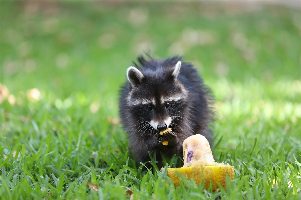 A A 20250626 38392914 38392909 A N T A L Y A D O G A L Y A S A M P A R K I S A K I N L E R I B U Z L U M E Y V E K O K T E Y L I I L E S E R I N L I Y O R