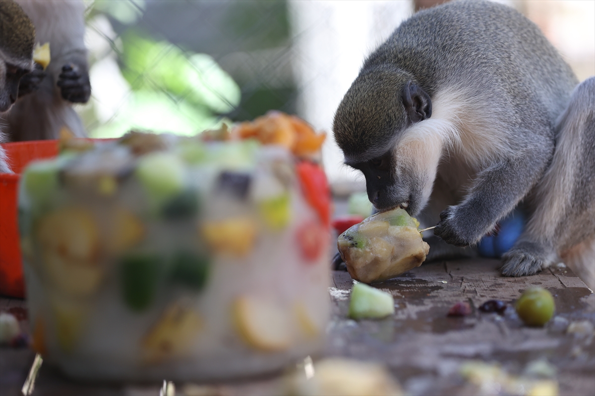 A A 20250626 38392914 38392912 A N T A L Y A D O G A L Y A S A M P A R K I S A K I N L E R I B U Z L U M E Y V E K O K T E Y L I I L E S E R I N L I Y O R