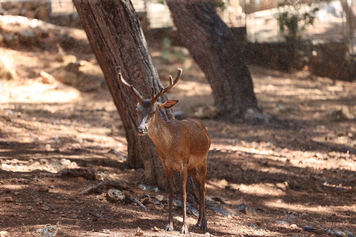 A A 20250626 38392914 38392913 A N T A L Y A D O G A L Y A S A M P A R K I S A K I N L E R I B U Z L U M E Y V E K O K T E Y L I I L E S E R I N L I Y O R