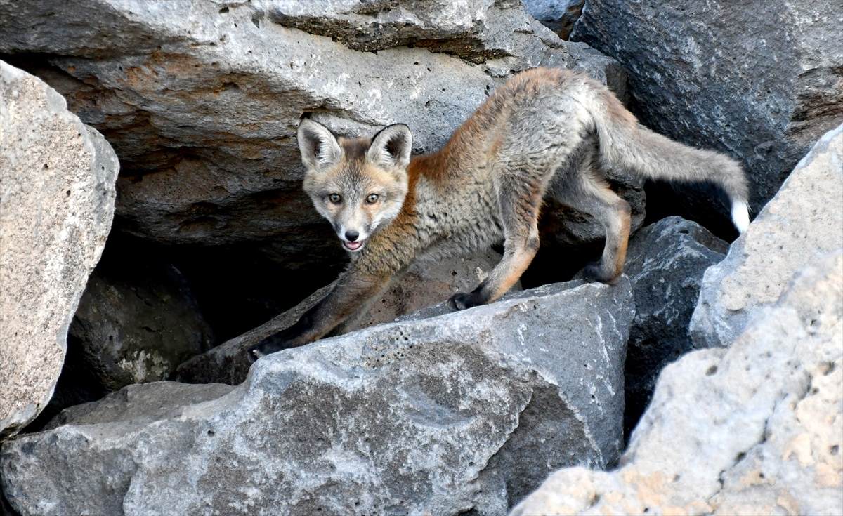 A A 20250627 38401302 38401289 K A R S T A Y U V A L A R I N D A N C I K A N K I Z I L T I L K I Y A V R U L A R I N I D O G A S E V E R L E R B E S L E D I