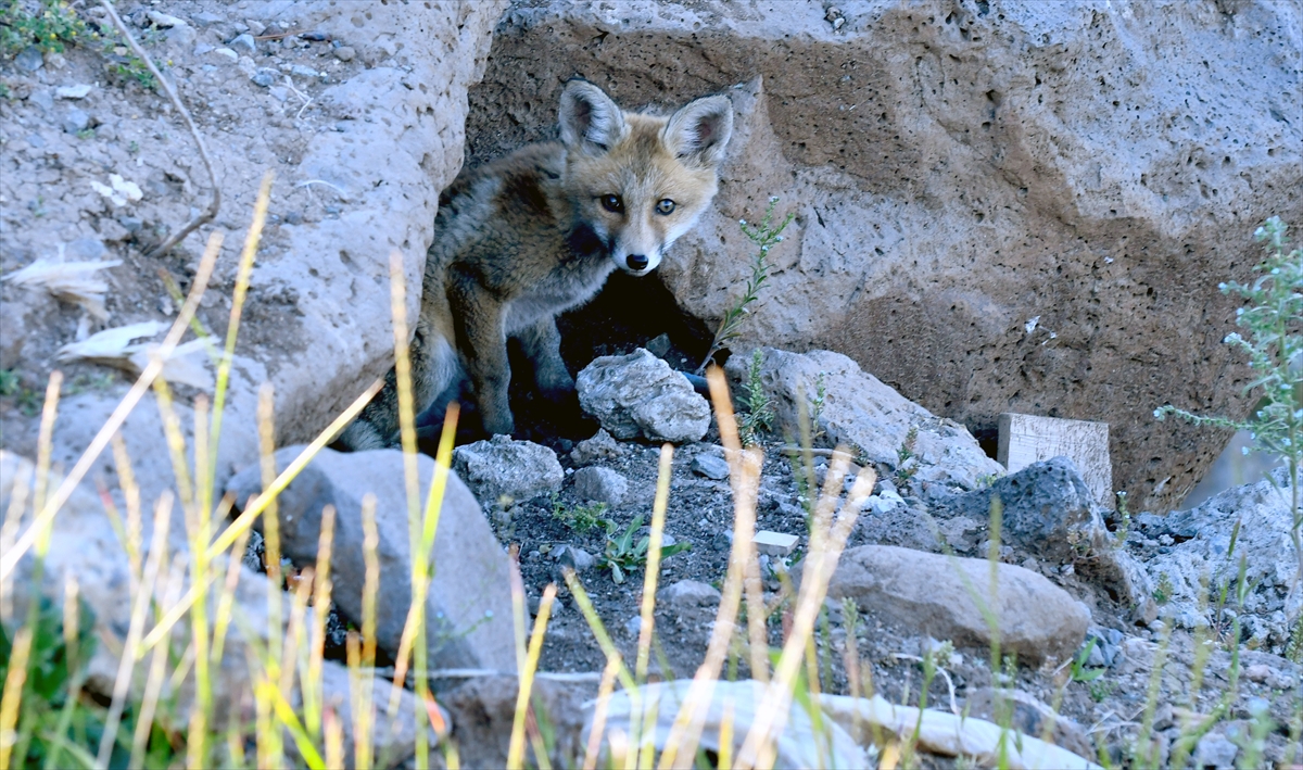 A A 20250627 38401302 38401291 K A R S T A Y U V A L A R I N D A N C I K A N K I Z I L T I L K I Y A V R U L A R I N I D O G A S E V E R L E R B E S L E D I