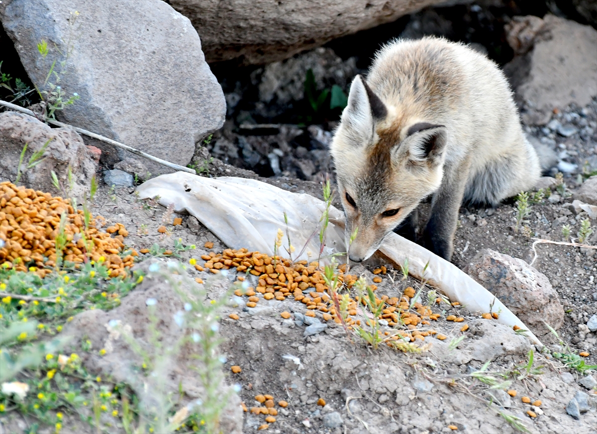 A A 20250627 38401302 38401292 K A R S T A Y U V A L A R I N D A N C I K A N K I Z I L T I L K I Y A V R U L A R I N I D O G A S E V E R L E R B E S L E D I