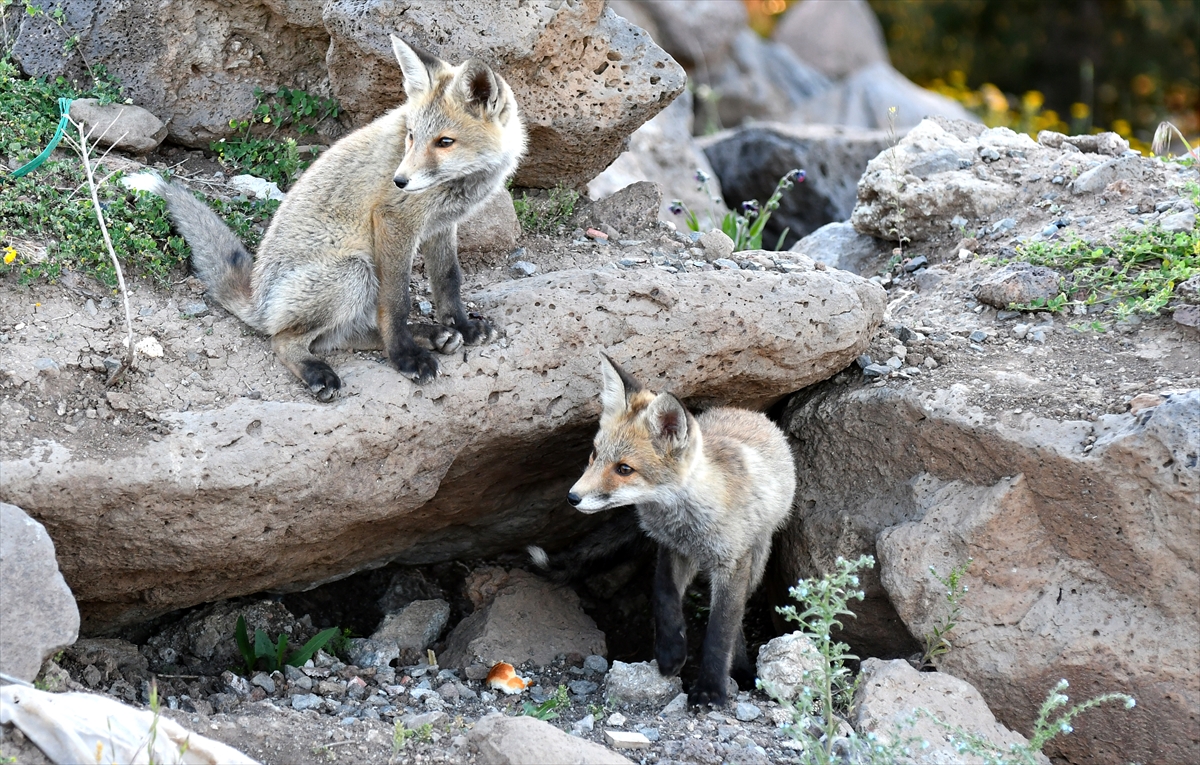 A A 20250627 38401302 38401293 K A R S T A Y U V A L A R I N D A N C I K A N K I Z I L T I L K I Y A V R U L A R I N I D O G A S E V E R L E R B E S L E D I