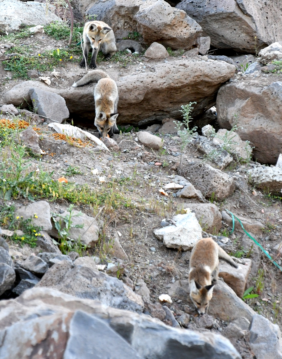 A A 20250627 38401302 38401294 K A R S T A Y U V A L A R I N D A N C I K A N K I Z I L T I L K I Y A V R U L A R I N I D O G A S E V E R L E R B E S L E D I