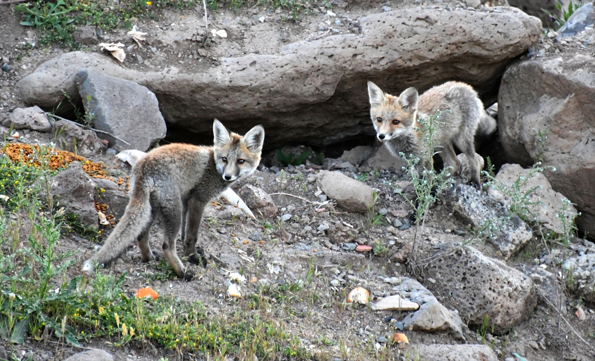 A A 20250627 38401302 38401295 K A R S T A Y U V A L A R I N D A N C I K A N K I Z I L T I L K I Y A V R U L A R I N I D O G A S E V E R L E R B E S L E D I