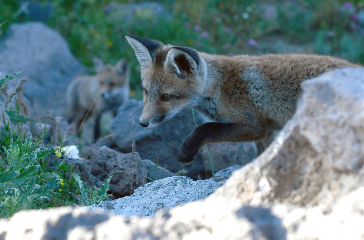 A A 20250627 38401302 38401297 K A R S T A Y U V A L A R I N D A N C I K A N K I Z I L T I L K I Y A V R U L A R I N I D O G A S E V E R L E R B E S L E D I