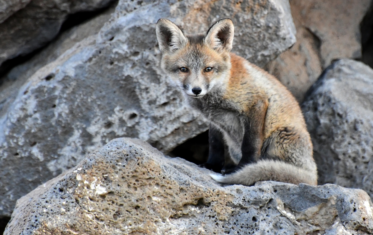 A A 20250627 38401302 38401299 K A R S T A Y U V A L A R I N D A N C I K A N K I Z I L T I L K I Y A V R U L A R I N I D O G A S E V E R L E R B E S L E D I