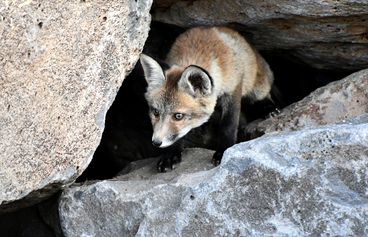 A A 20250627 38401302 38401300 K A R S T A Y U V A L A R I N D A N C I K A N K I Z I L T I L K I Y A V R U L A R I N I D O G A S E V E R L E R B E S L E D I