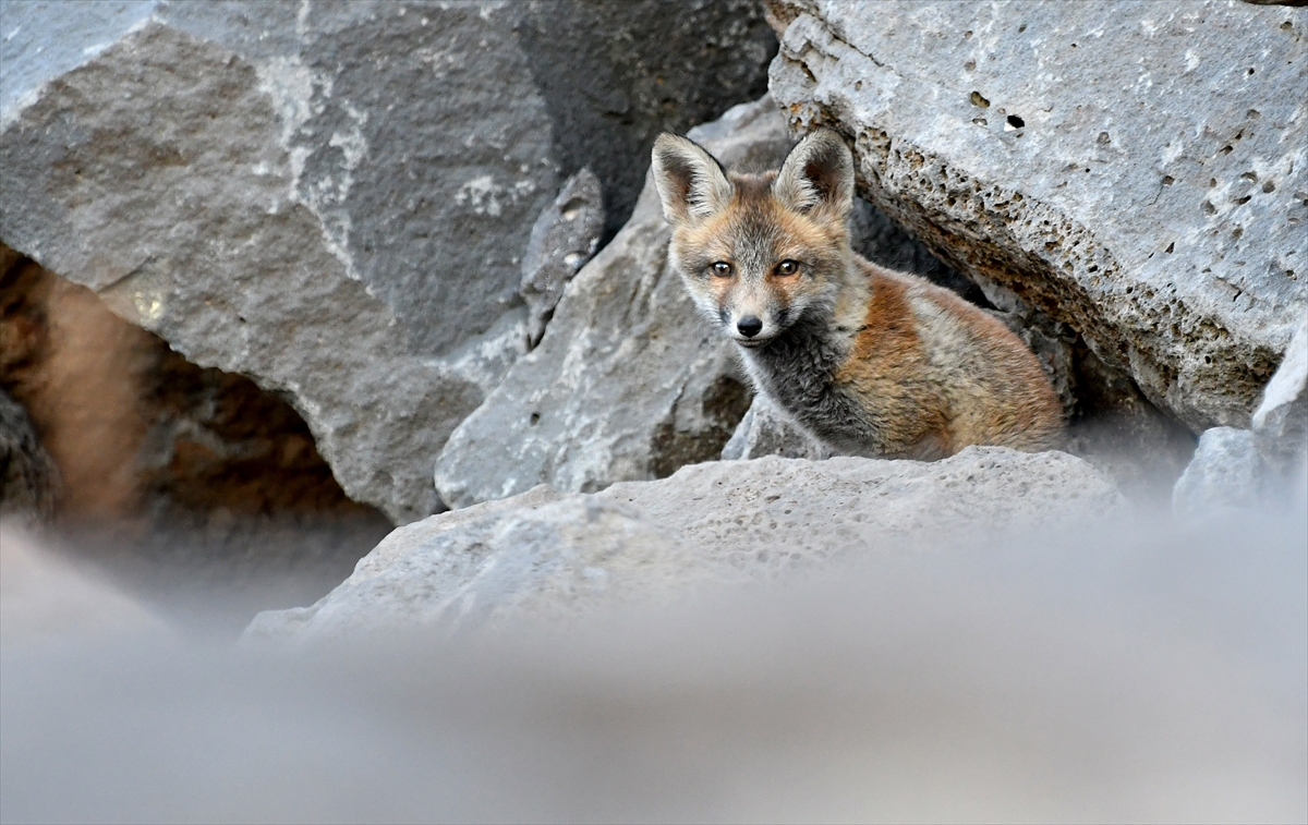 A A 20250627 38401302 38401301 K A R S T A Y U V A L A R I N D A N C I K A N K I Z I L T I L K I Y A V R U L A R I N I D O G A S E V E R L E R B E S L E D I