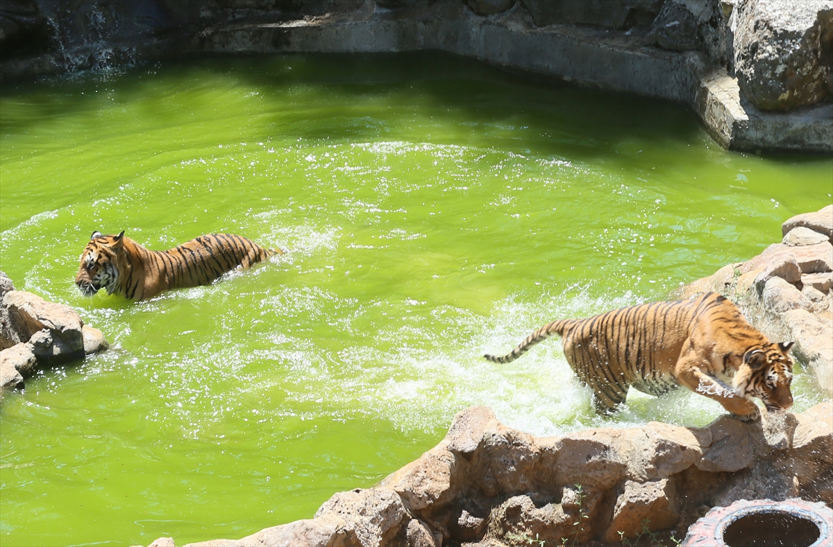 A A 20250628 38412242 38412232 G A Z I A N T E P H A Y V A N A T B A H C E S I S A K I N L E R I B U Z L U K O K T E Y L L E R L E S E R I N L I Y O R