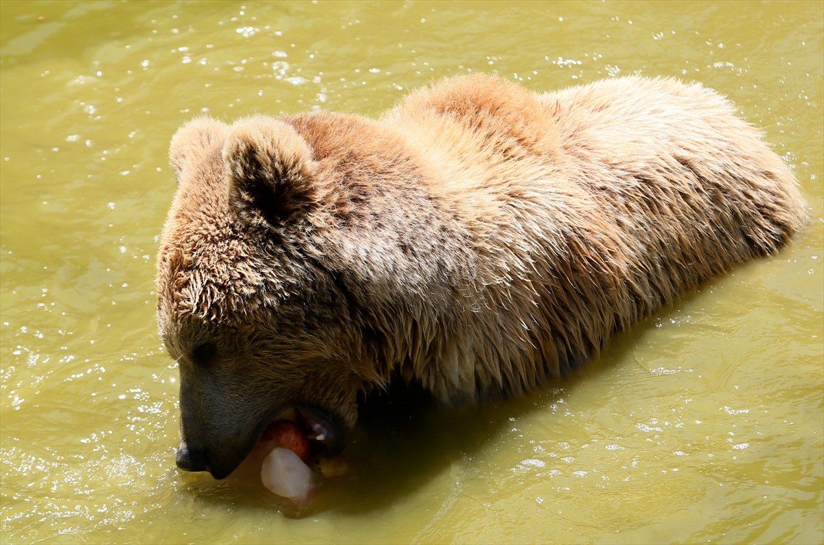 A A 20250628 38412242 38412235 G A Z I A N T E P H A Y V A N A T B A H C E S I S A K I N L E R I B U Z L U K O K T E Y L L E R L E S E R I N L I Y O R