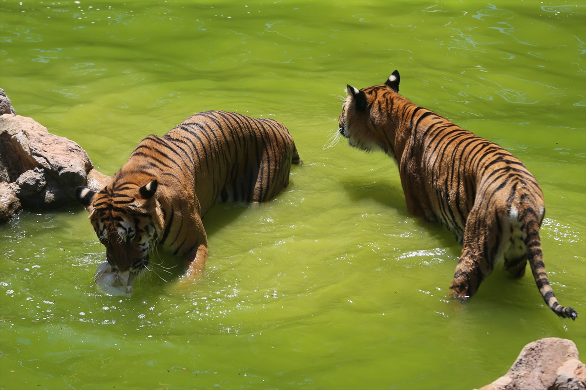 A A 20250628 38412242 38412238 G A Z I A N T E P H A Y V A N A T B A H C E S I S A K I N L E R I B U Z L U K O K T E Y L L E R L E S E R I N L I Y O R