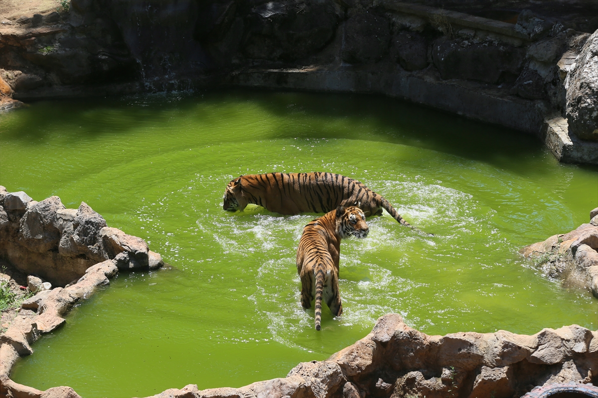 A A 20250628 38412242 38412239 G A Z I A N T E P H A Y V A N A T B A H C E S I S A K I N L E R I B U Z L U K O K T E Y L L E R L E S E R I N L I Y O R