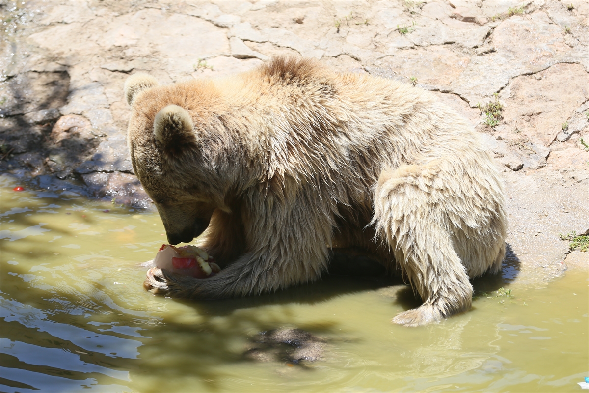 A A 20250628 38412242 38412240 G A Z I A N T E P H A Y V A N A T B A H C E S I S A K I N L E R I B U Z L U K O K T E Y L L E R L E S E R I N L I Y O R