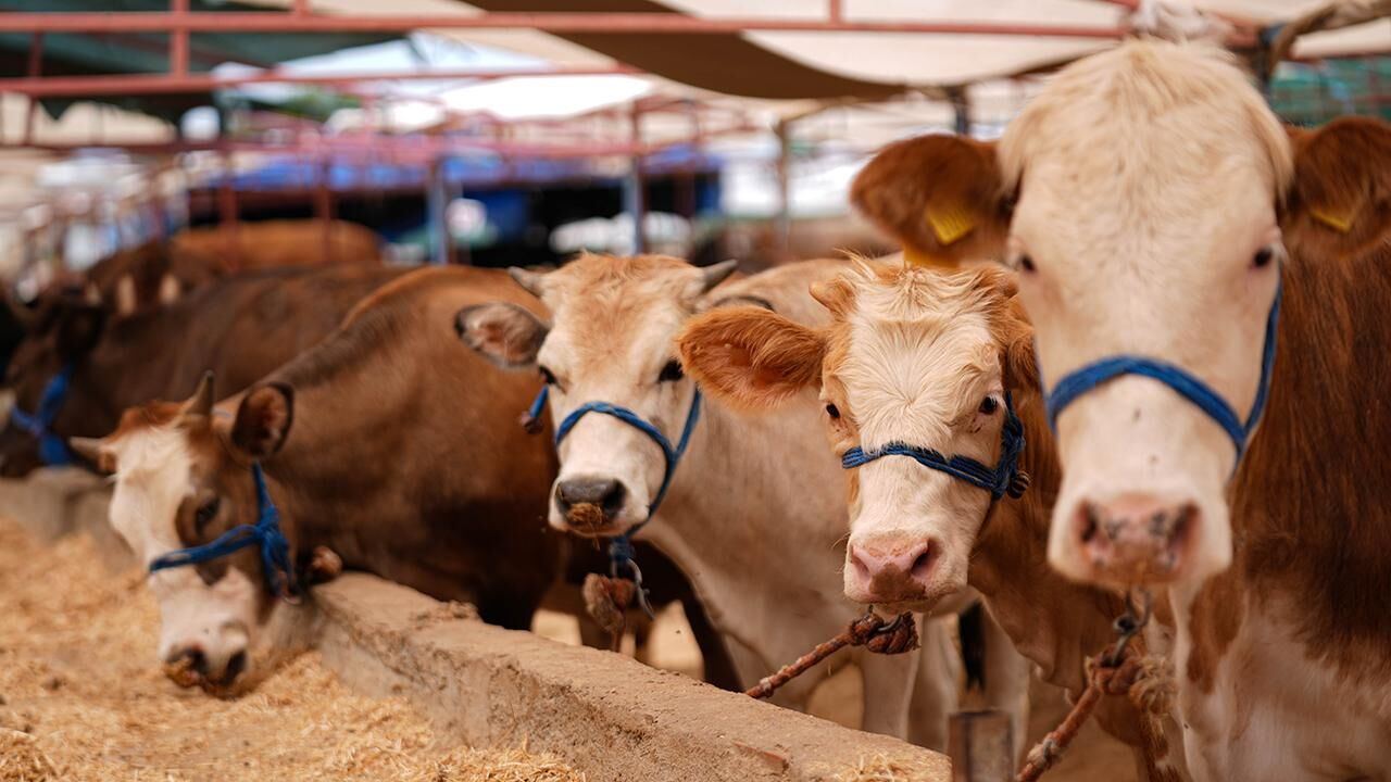 Kurbanlık fiyatları değişmeye devam ediyor: Satıcılar son fiyatları paylaştı