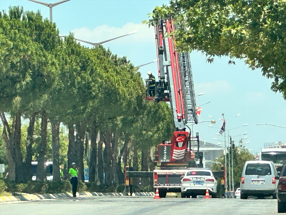 A A 20250702 38452908 38452905 D E N I Z L I D E K O P E K T E N K A C I P A G A C A T I R M A N A N K E D I Y A V R U S U N U I T F A I Y E K U R T A R D I