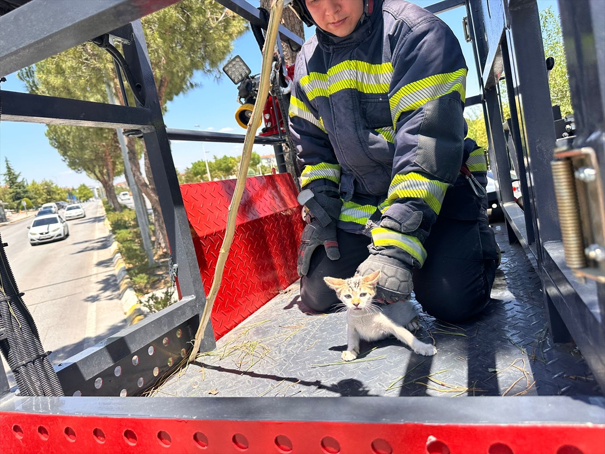 A A 20250702 38452908 38452907 D E N I Z L I D E K O P E K T E N K A C I P A G A C A T I R M A N A N K E D I Y A V R U S U N U I T F A I Y E K U R T A R D I